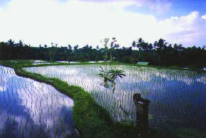 [Bali Rice Field] 