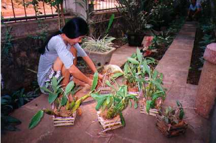 Girl Repotting Orchids in Luang Prabang